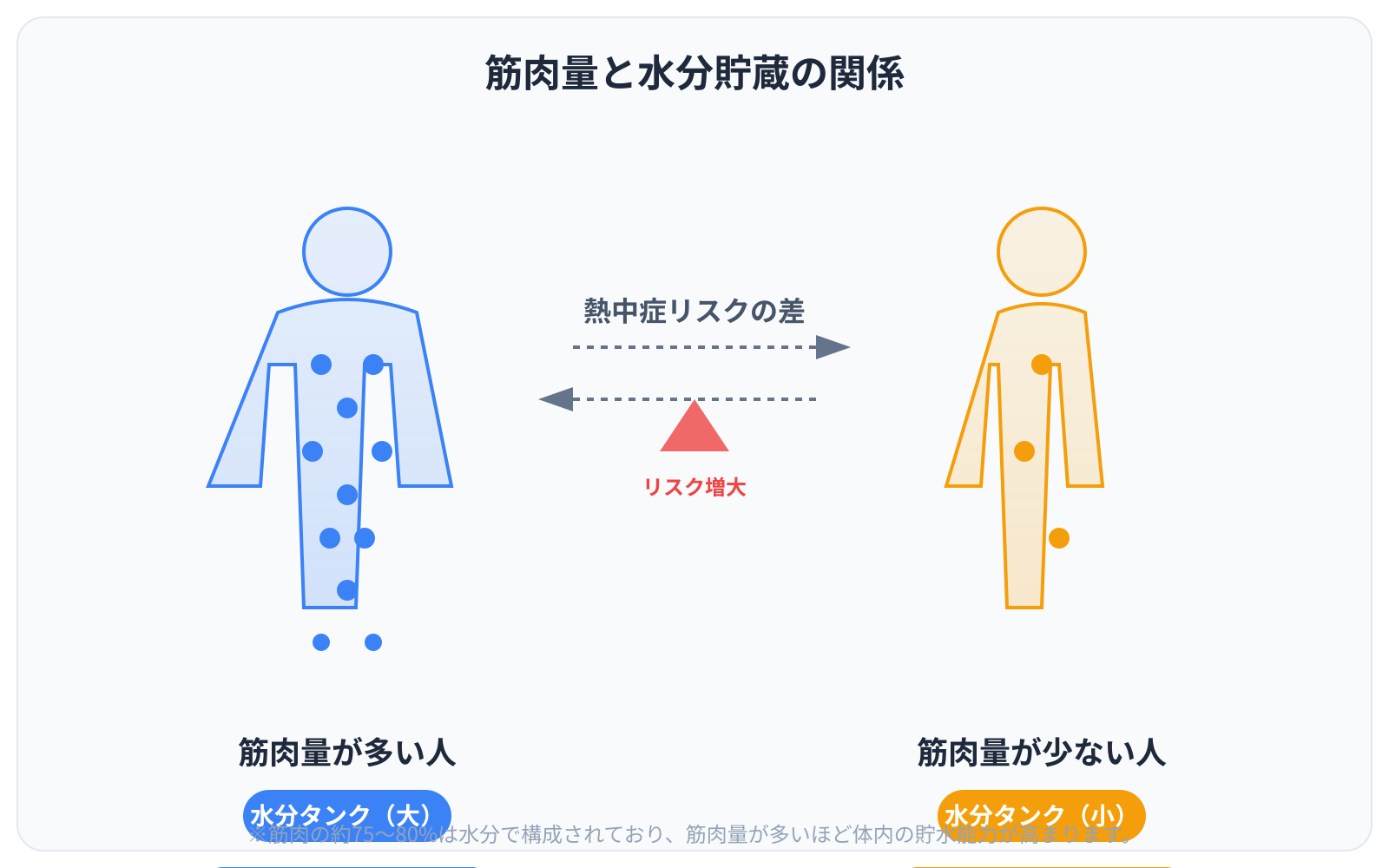 筋肉量と水分貯蔵の関係を示す比較構造図。左側に「筋肉量が多い人」、右側に「筋肉量が少ない人」の全身シルエットを配置。筋肉量が多い人のシルエット内には、水色の水滴アイコンが充満しており「水分タンク(大)」と表記。筋肉量が少ない人のシルエット内には水滴が少なく「水分タンク(小)」と表記。中央に「熱中症リスクの差」を矢印で示し、筋肉量が多い方は「脱水への耐性が高い」、少ない方は「早期にパフォーマンス低下」と説明。青とオレンジのコントラストで視覚化。