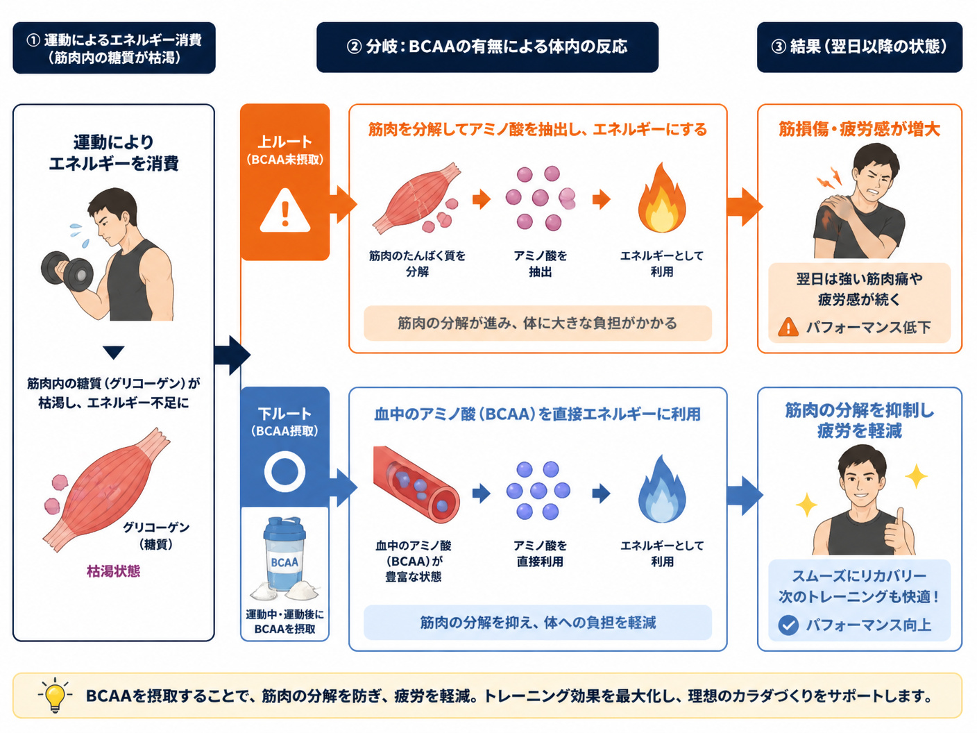 【文脈】BCAAが筋肉の分解を抑制し、疲労を軽減するプロセスを解説する。サプリメント摂取の有効性を論理的に示す。【図解指示】フロー図。左から右への3段階構造。1段階目：運動によるエネルギー消費（筋肉内の糖質が枯渇）。2段階目：分岐（上ルート：BCAA