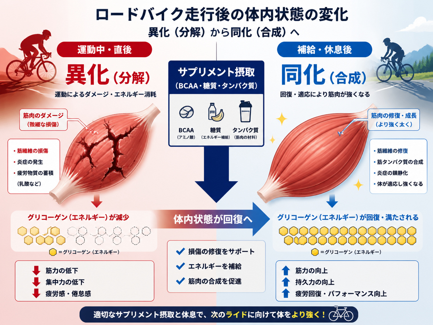 【文脈】ロードバイク走行後の体内状態の変化（異化から同化へ）を説明する図。運動によるダメージと、サプリメント摂取による回復のプロセスを視覚化する。【図解指示】左右比較の構造図。左側（運動中・直後）：赤い背景で「異化（分解）」と表示。筋肉のイラストに亀