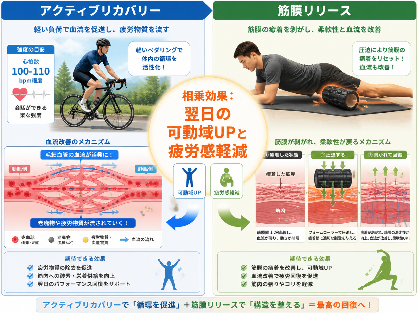 【文脈】サプリメント以外の回復手法（アクティブリカバリーと筋膜リリース）の効果を視覚化する図。血流改善のメカニズムを強調する。【図解指示】2分割の比較図。左側：アクティブリカバリーのイメージ。軽い負荷でのペダリング（心拍数100-110程度）により、
