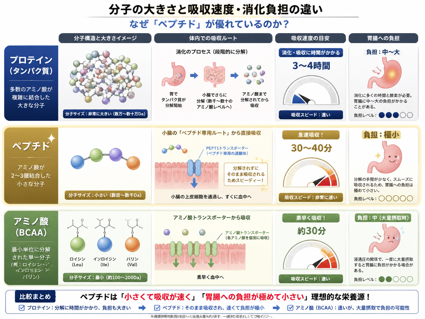 【文脈】プロテイン、ペプチド、アミノ酸(BCAA)の分子の大きさと、体内への吸収速度・消化負担の違いを視覚的に説明する構造・比較図。ペプチドがなぜ優れているのかを科学的に理解させる。【図解指示】3段の階層・比較図。上段「プロテイン(タンパク質)」: