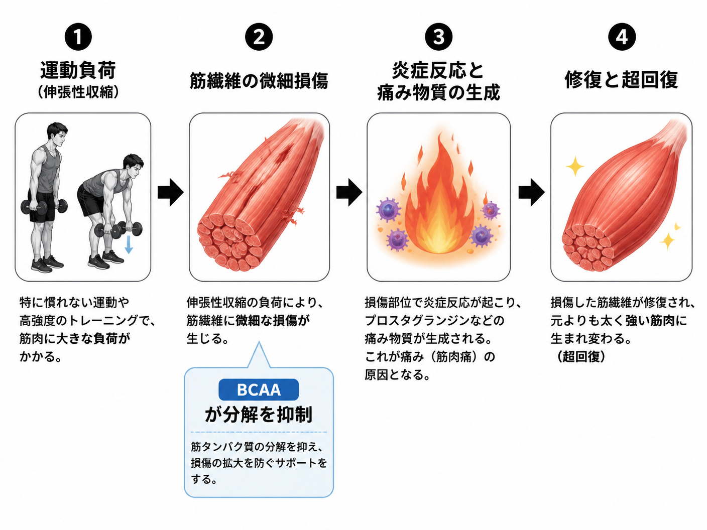 【文脈】筋肉痛が発生する生理学的なプロセスを視覚化し、どの段階でサプリメントが作用するかを説明する図。読者はメカニズムを理解して納得感を持ってサプリを選びたいと考えている。【図解指示】筋肉痛発生から回復までのフロー図。左から右への4段階構成。1段階目