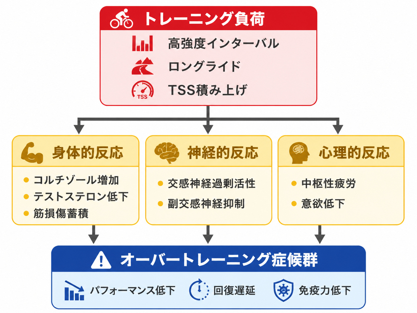 【文脈】オーバートレーニング症候群の発生メカニズムを、ロードバイクトレーニングの観点から視覚的に整理する図。読者はメカニズムを理解し、自分の状態と照らし合わせるための判断材料を得る。【図解指示】オーバートレーニング症候群の発生メカニズムを示すフロー図。縦フローで3段階。上段: トレーニング負荷（高強度インターバル・ロングライド・TSS積み上げ）→ 中段左: 身体的反応（コルチゾール増加・テストステロン低下・筋損傷蓄積）、中段中央: 神経的反応（交感神経過剰活性・副交感神経抑制）、中段右: 心理的反応（中枢性疲労・意欲低下）→ 下段: オーバートレーニング症候群（パフォーマンス低下・回復遅延・免疫力低下）。各ボックスは角丸四角形で、上から下へ矢印で接続。中段の3つのボックスは横並びで、それぞれから下段へ矢印。色分け: 上段は赤系、中段は黄系、下段は青系。テキストは日本語で明記。