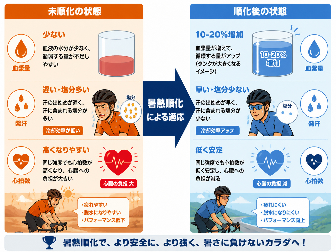 【文脈】暑熱順化による身体の変化を、血漿量、発汗、心拍数の3つの観点から説明する図。サイクリストがなぜ暑さに強くなるのかを視覚的に示す。【図解指示】比較構造図。左側に「未順化の状態」、右側に「順化後の状態」を配置。1. 血漿量：未順化は「少ない」→順