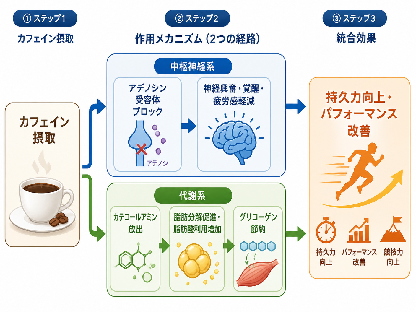 【文脈】カフェインが中枢神経と代謝に与える作用を視覚的に整理する図。読者はメカニズムを直感的に理解したい。【図解指示】カフェインの作用メカニズムを示すフロー図。左から右へ3段階。1段目左: カフェイン摂取（コーヒーカップのアイコン）。2段目中央: 2