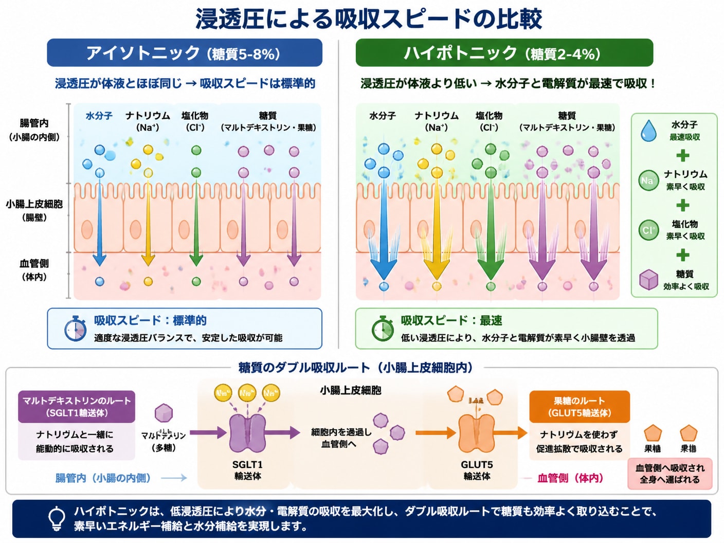 【文脈】糖質と電解質が小腸で吸収される仕組みと浸透圧の違いを説明するセクションの直後に配置し、メカニズムを視覚化する。【図解指示】浸透圧による吸収スピードの比較図。左右2列構造。左側「アイソトニック(糖質5-8%)」: 小腸壁を通過するスピードが標準