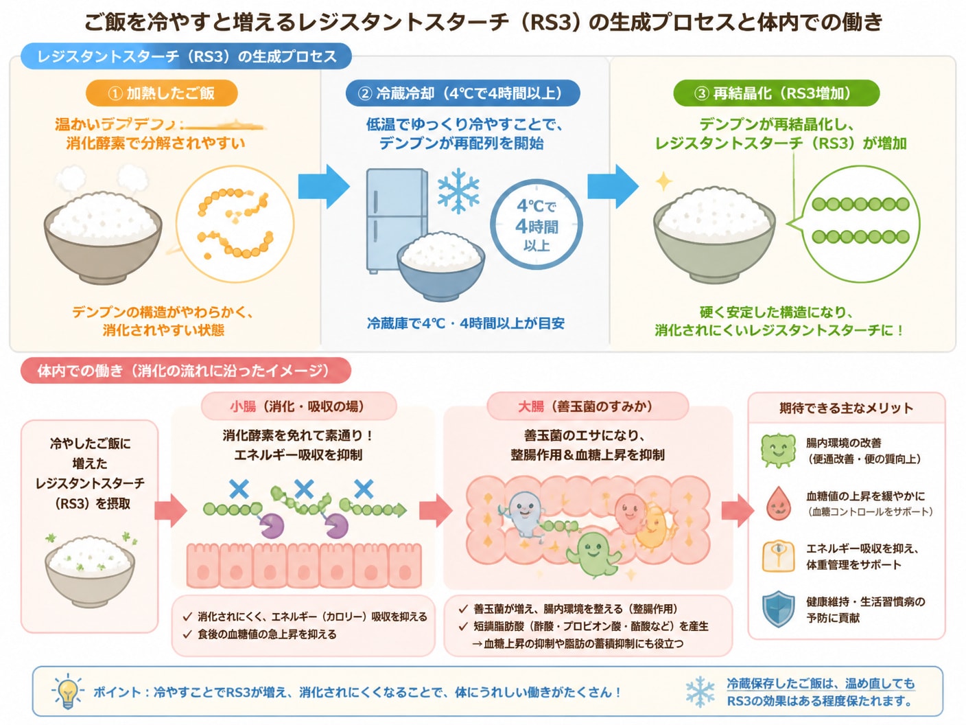 レジスタントスターチの生成プロセスと体内での働き図解