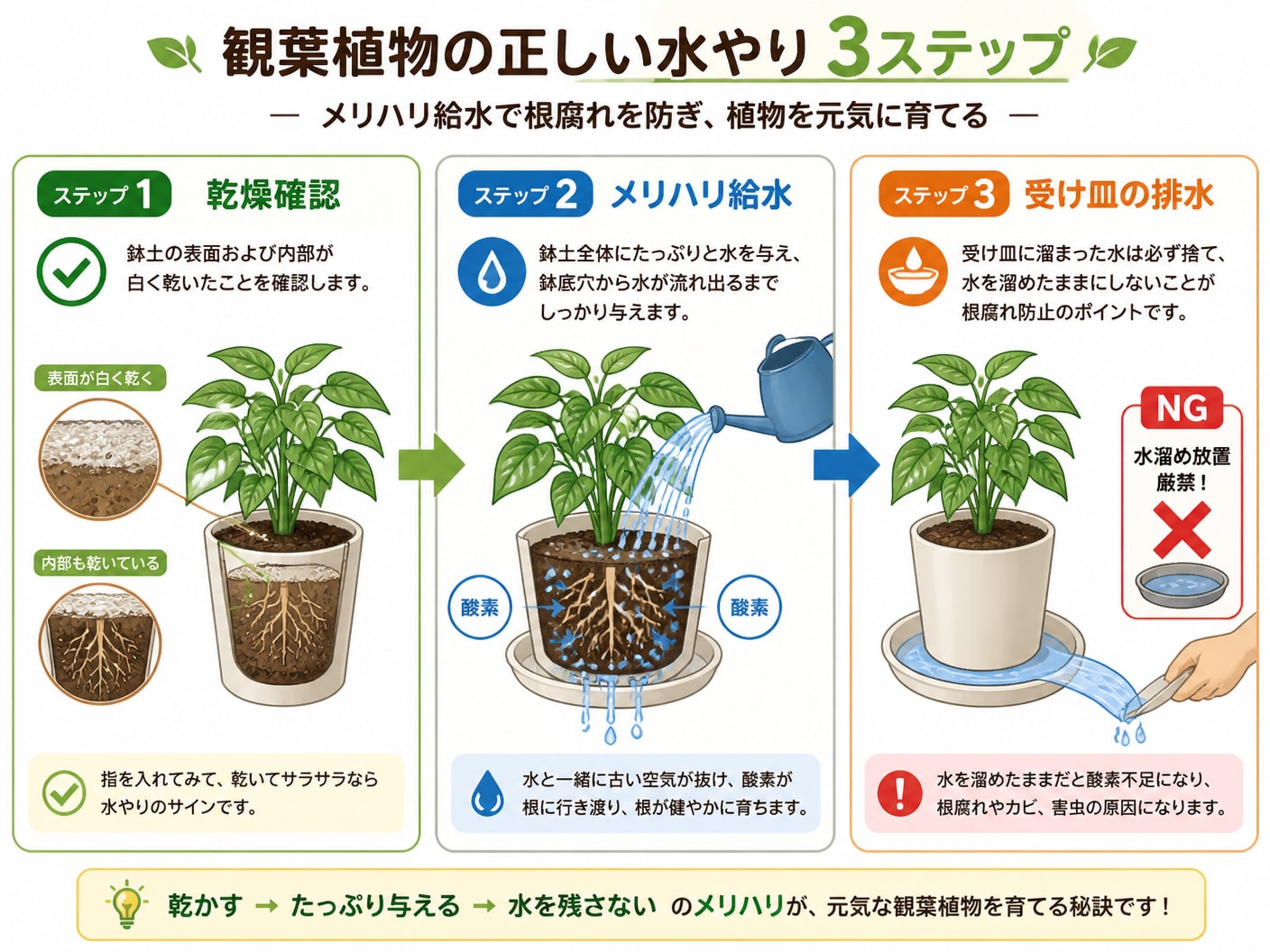 観葉植物のメリハリ給水の正しい手順と受け皿処理を示した3ステップ図解